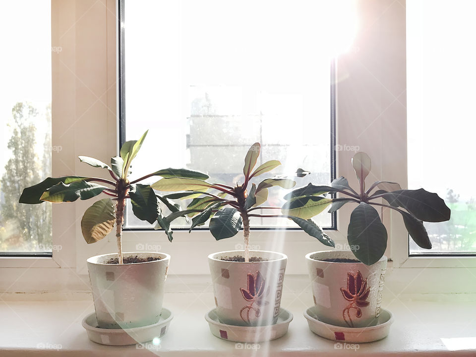 Plants under the sun light on the window