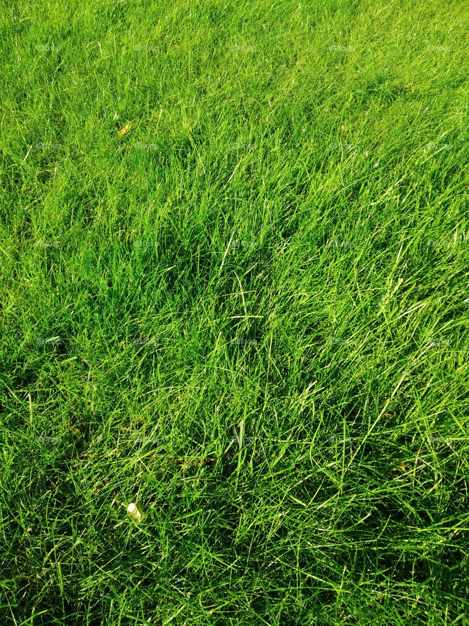Grass
