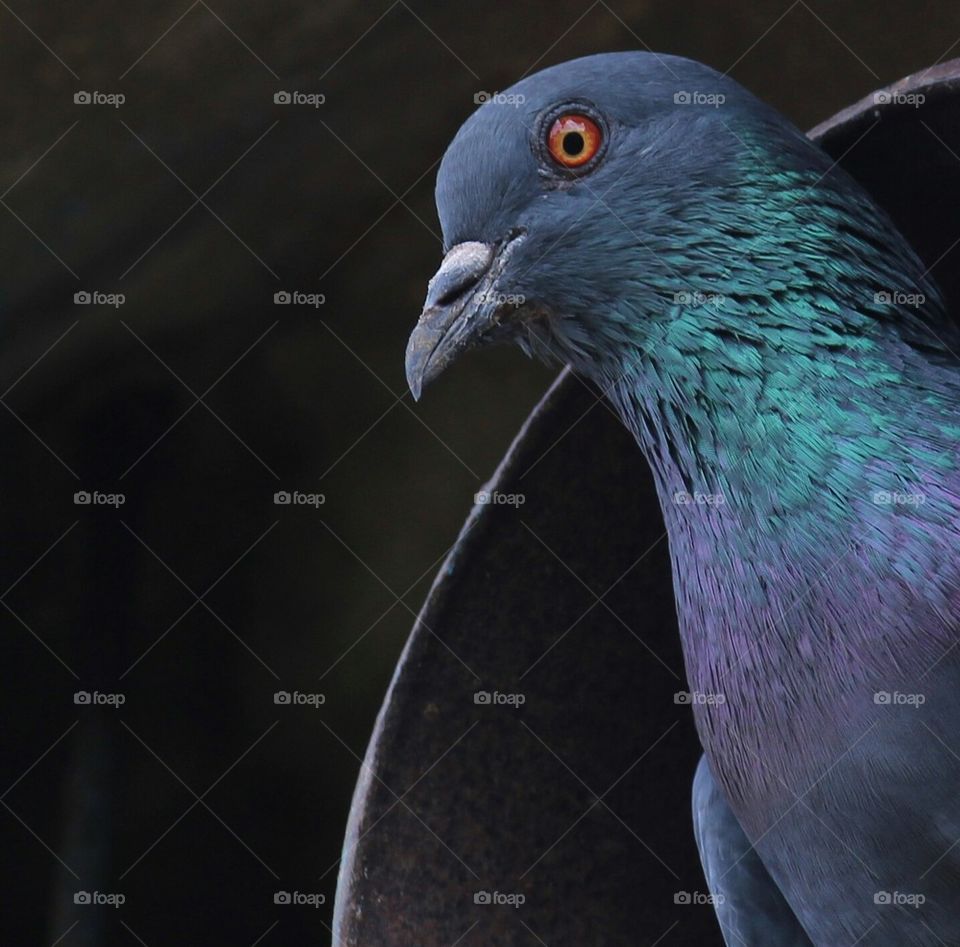 pigeon