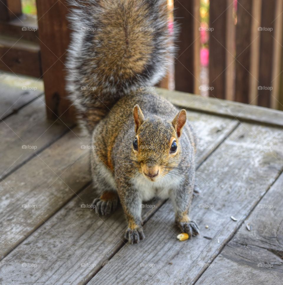 Squirrel friend 