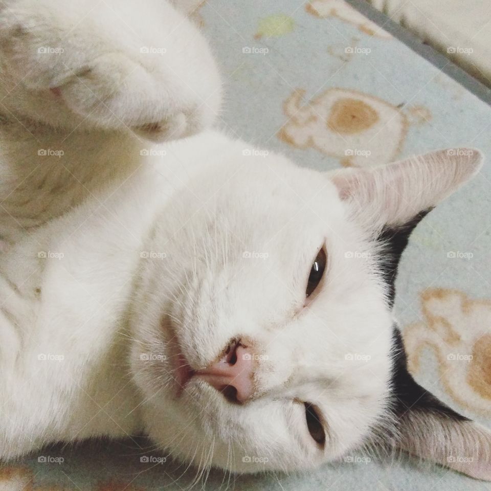 White cat