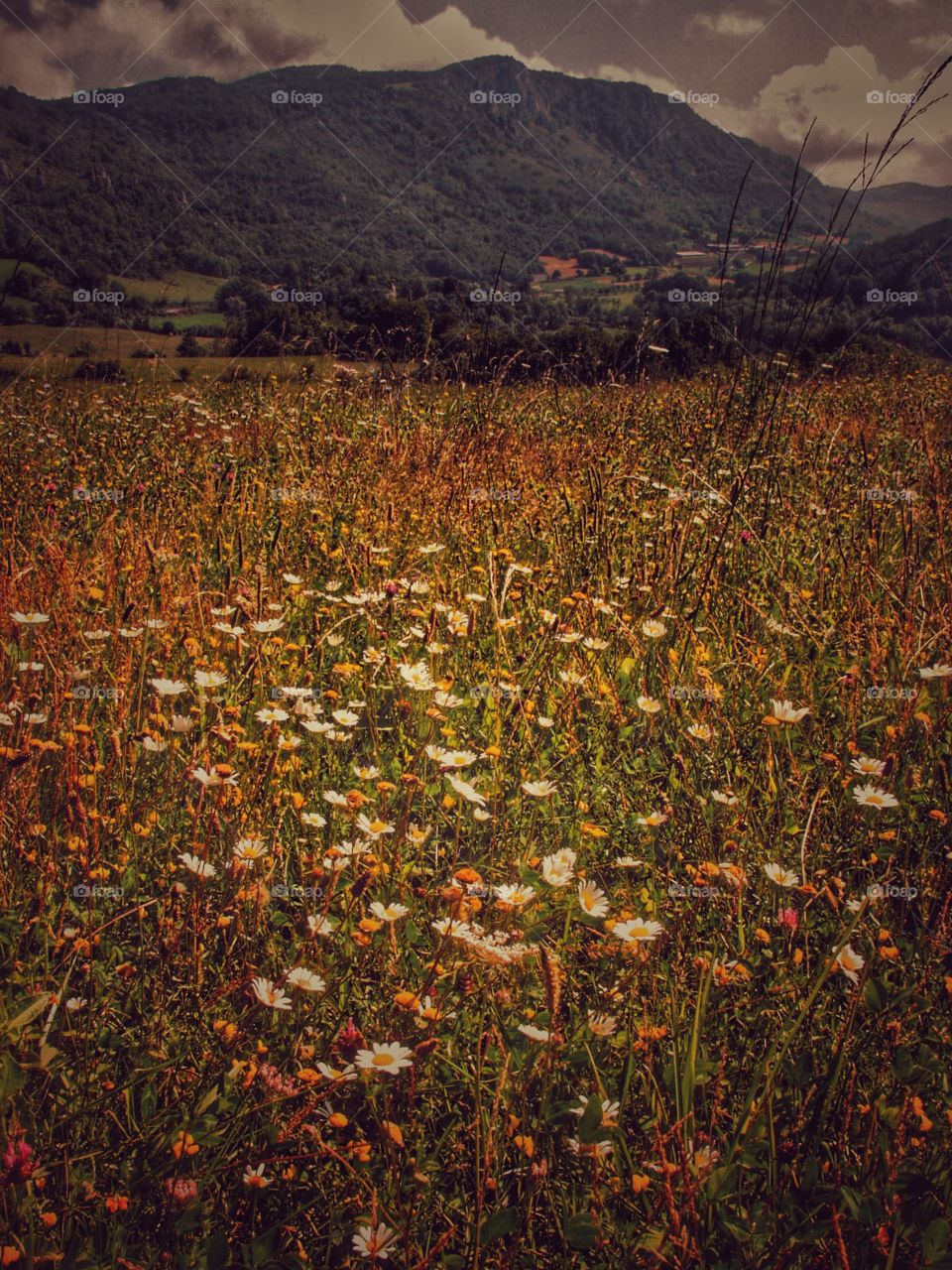 Pyrenees. Ariege