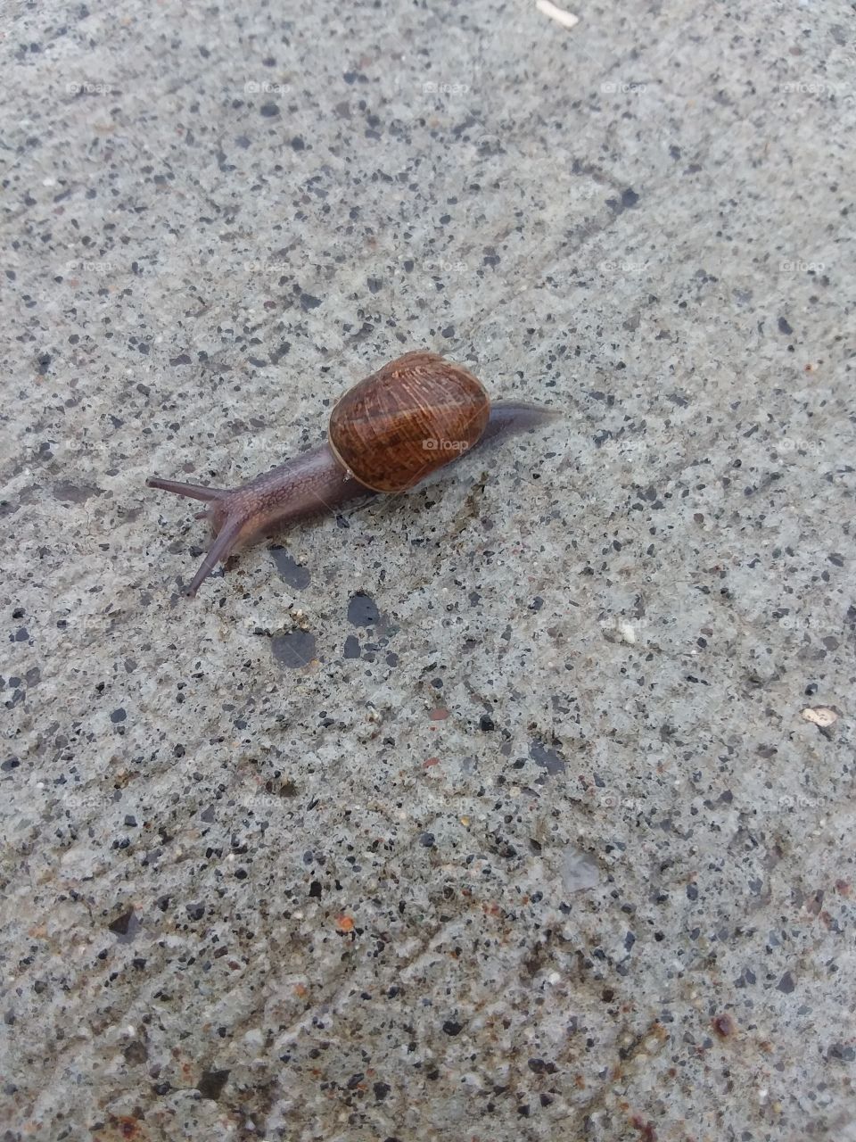 snail