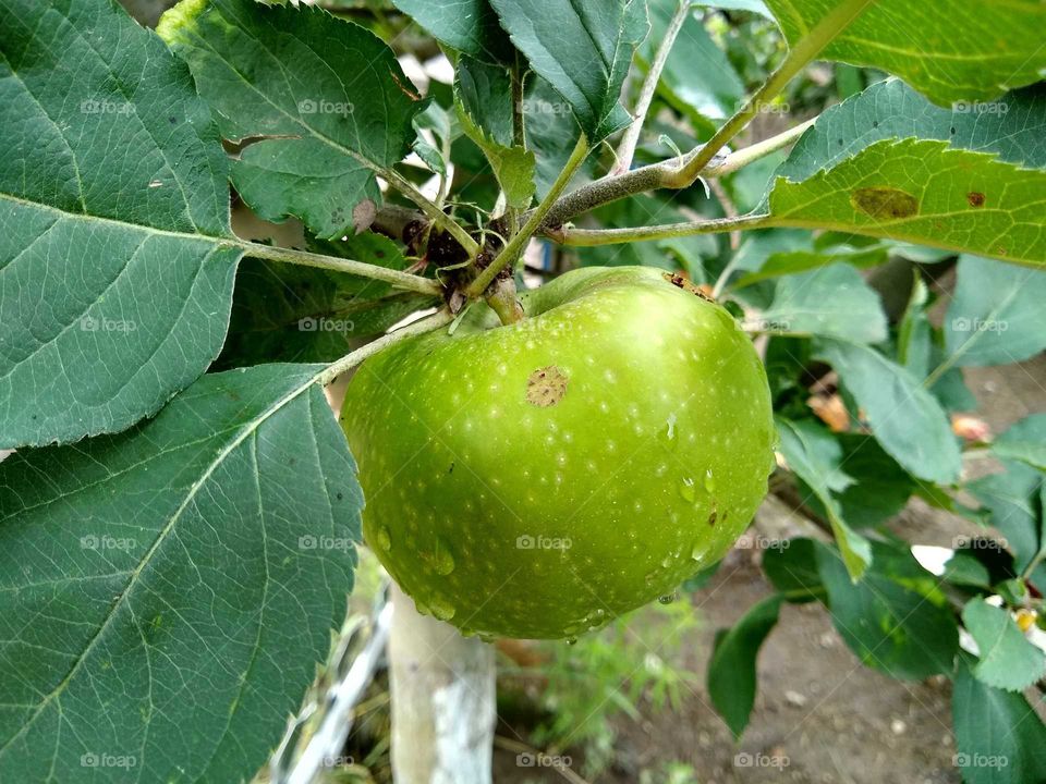 rain drops on apple