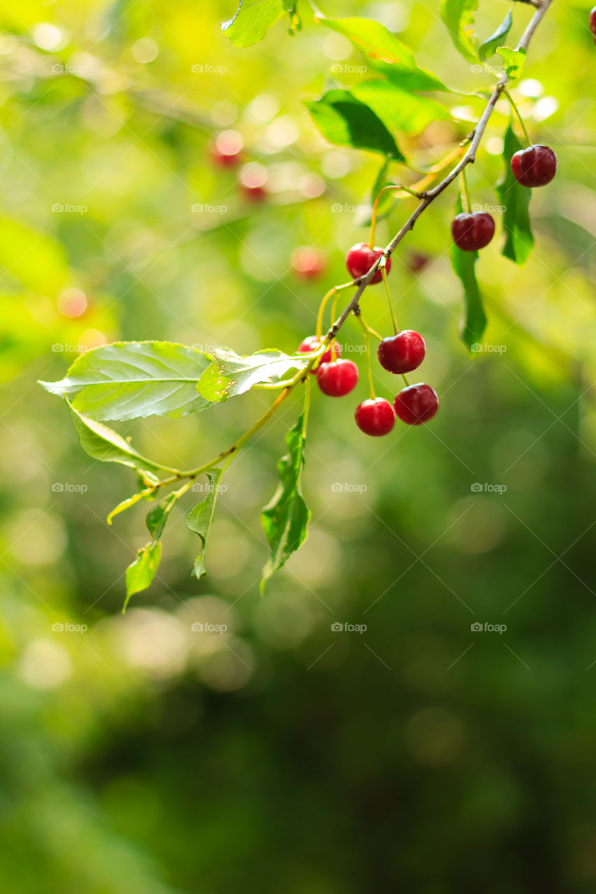 Cherries on the branch