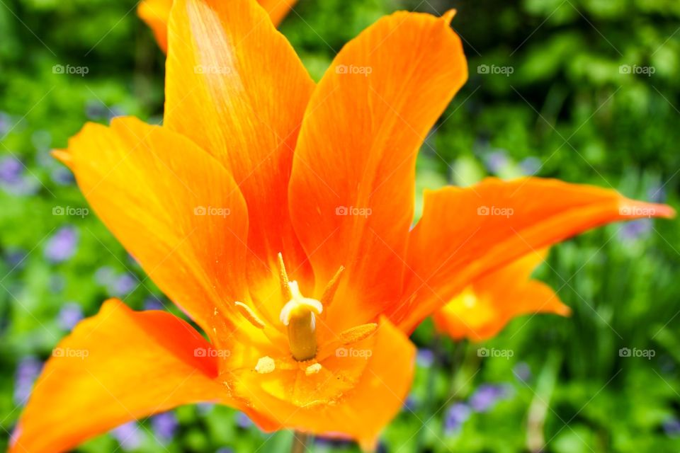 Orange flower 