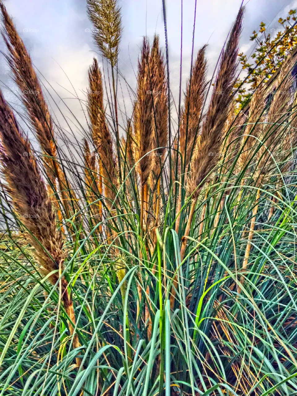 Pampas 