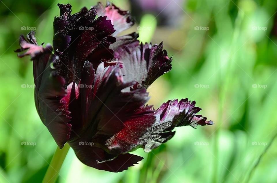 Black tulip