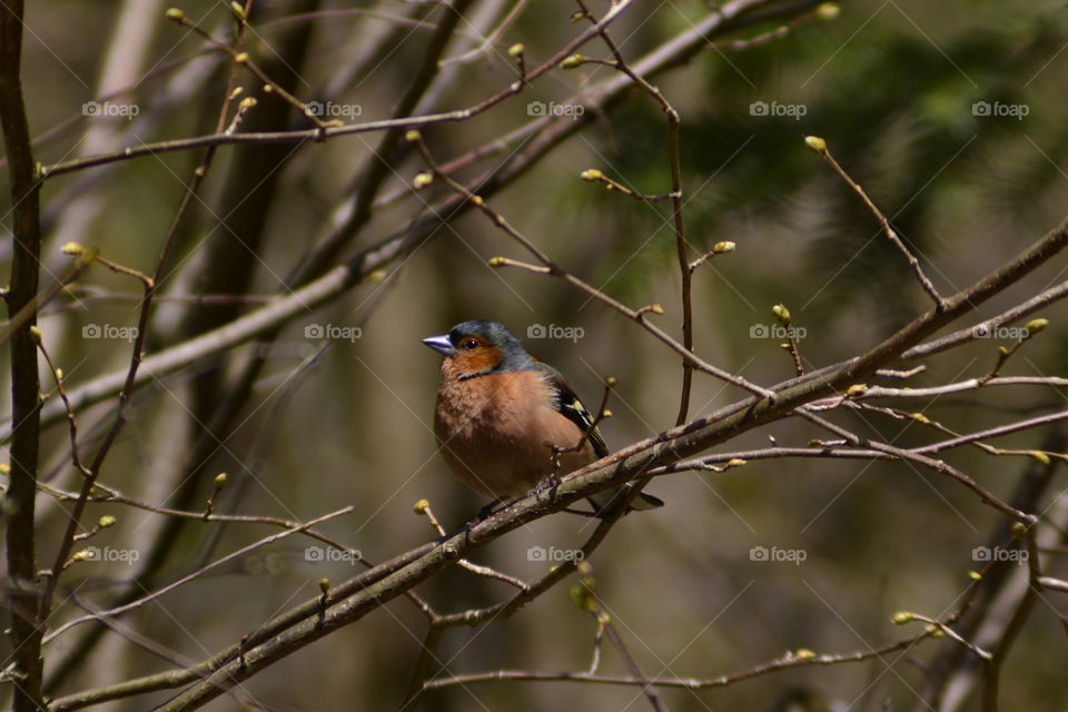 Chaffinch bird perching on brach