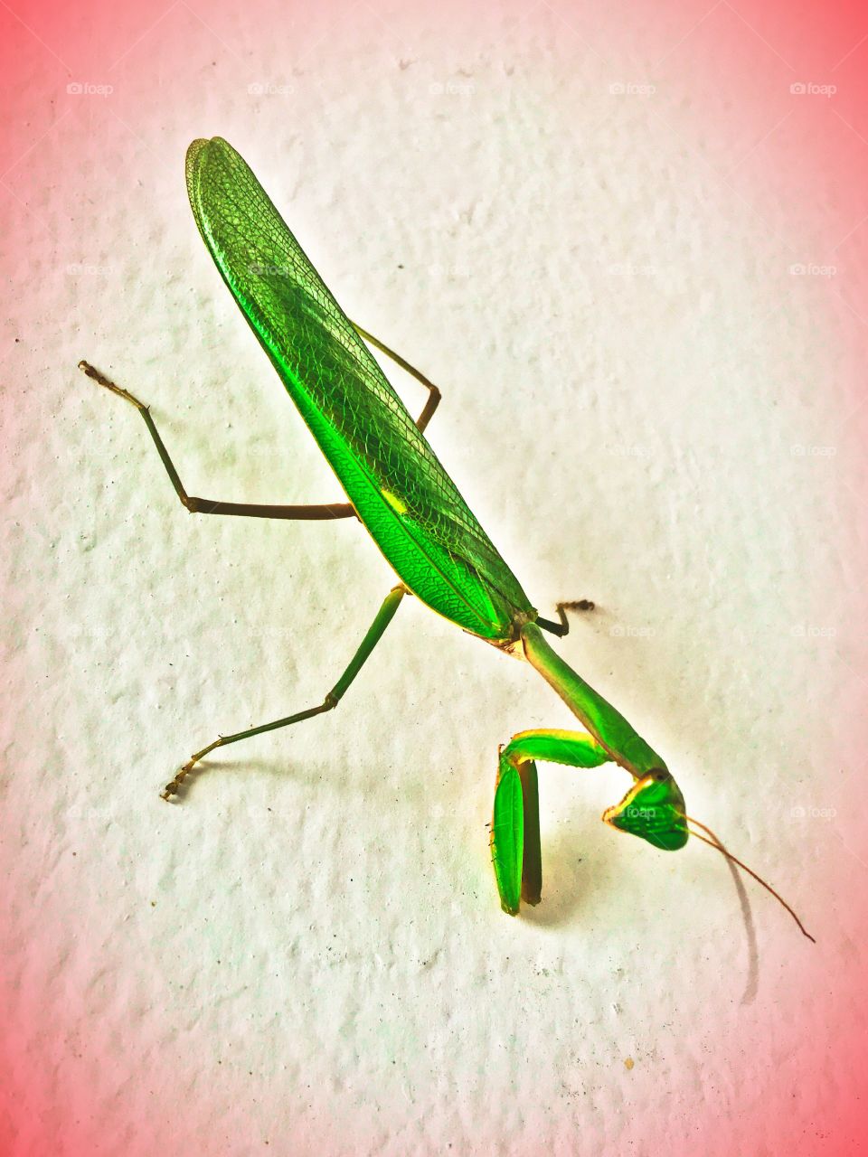 An Indonesian Praying Mantis.