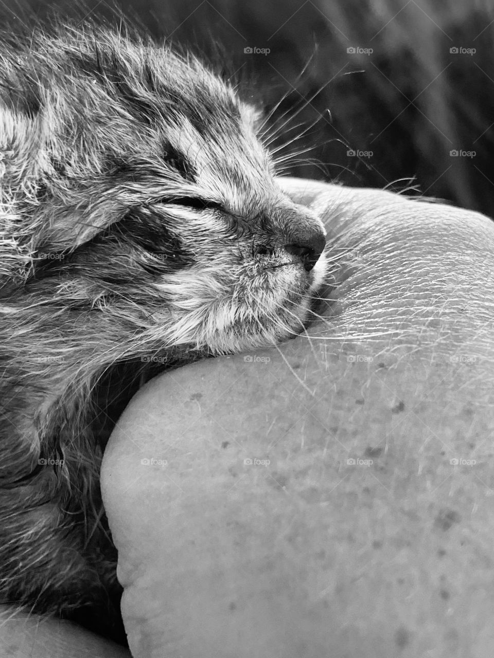 Kitten black and white 