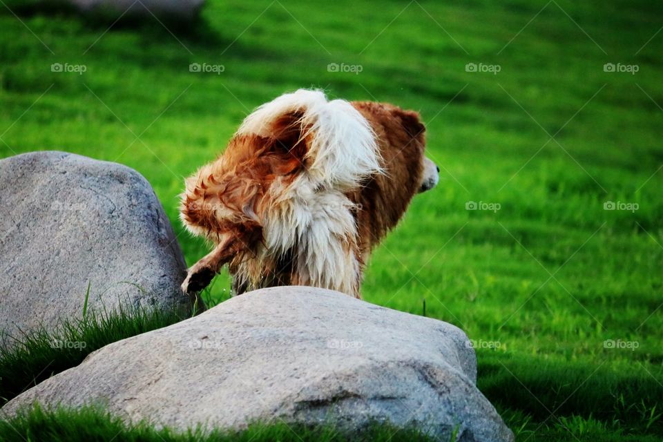 A Dog is doing Pee On a Stone
