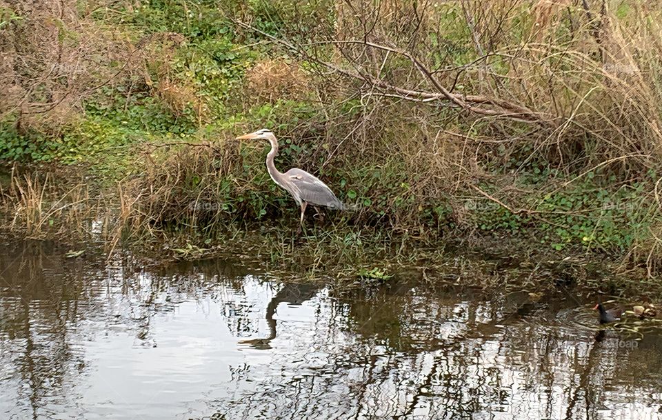 Great Blue Heron Standing On The Edge Of The City Stormwater Park’s Pond With Its Reflection In The Water.