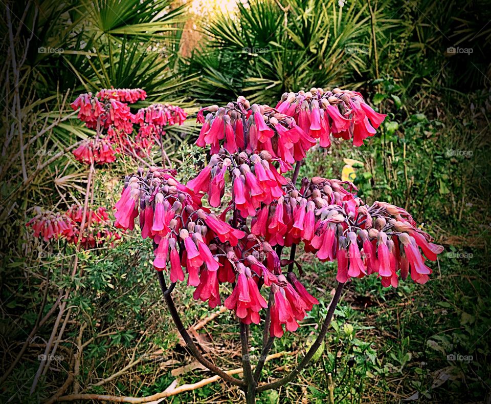 Red flowers
