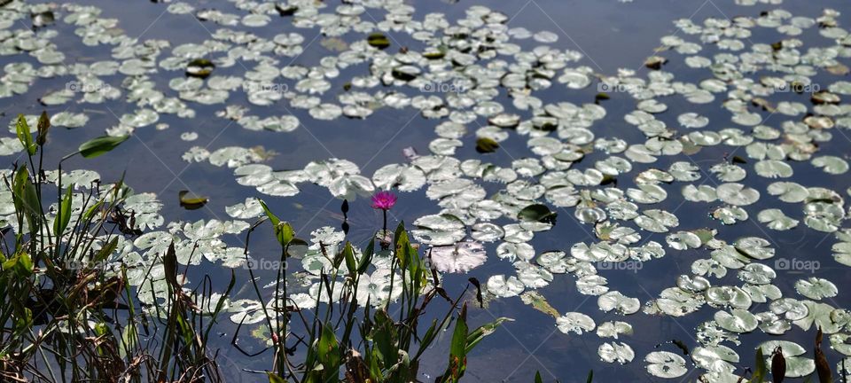 Red lotus at Hong Kong Wetland Park Lotus Pond