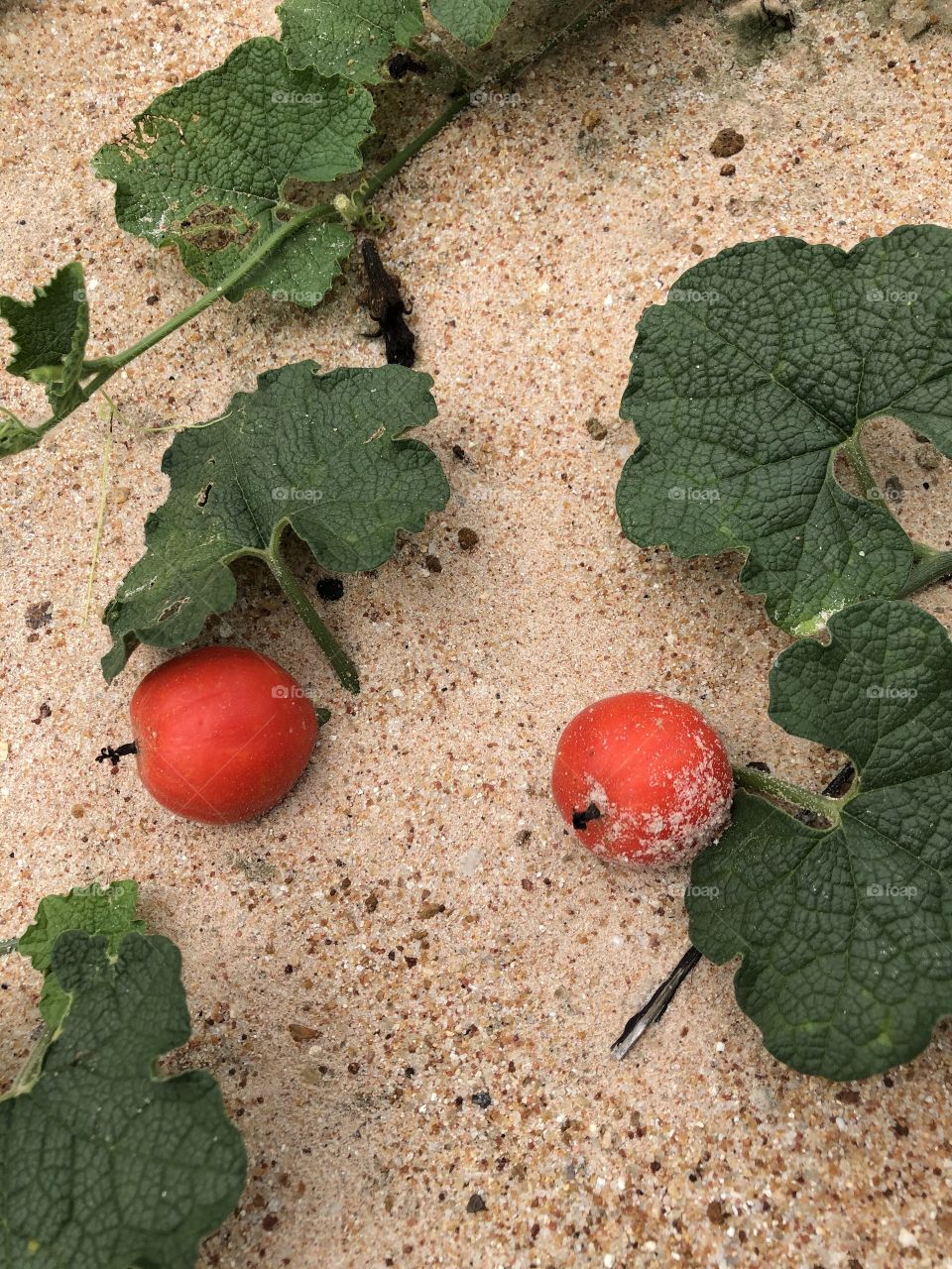 Plants around us, Countryside (Thailand)