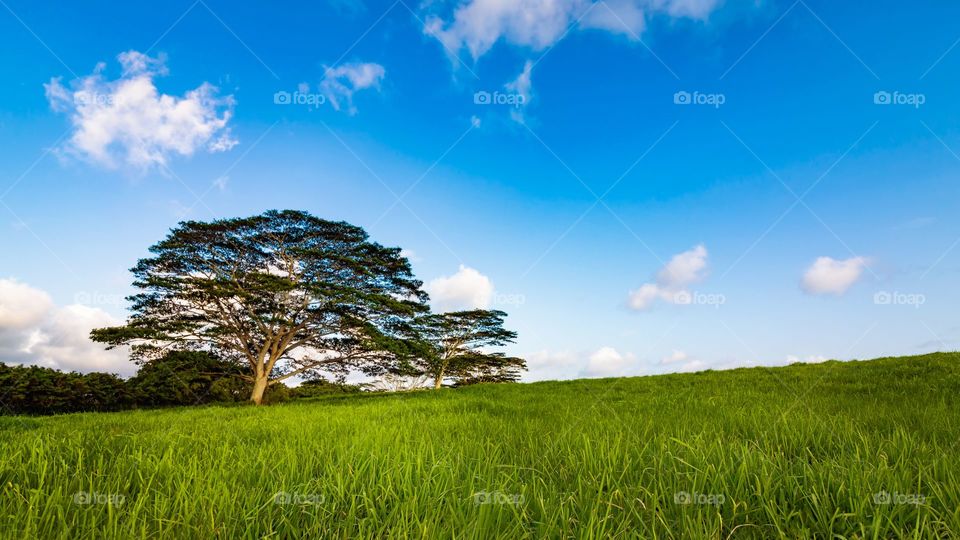 Tree on a Hill