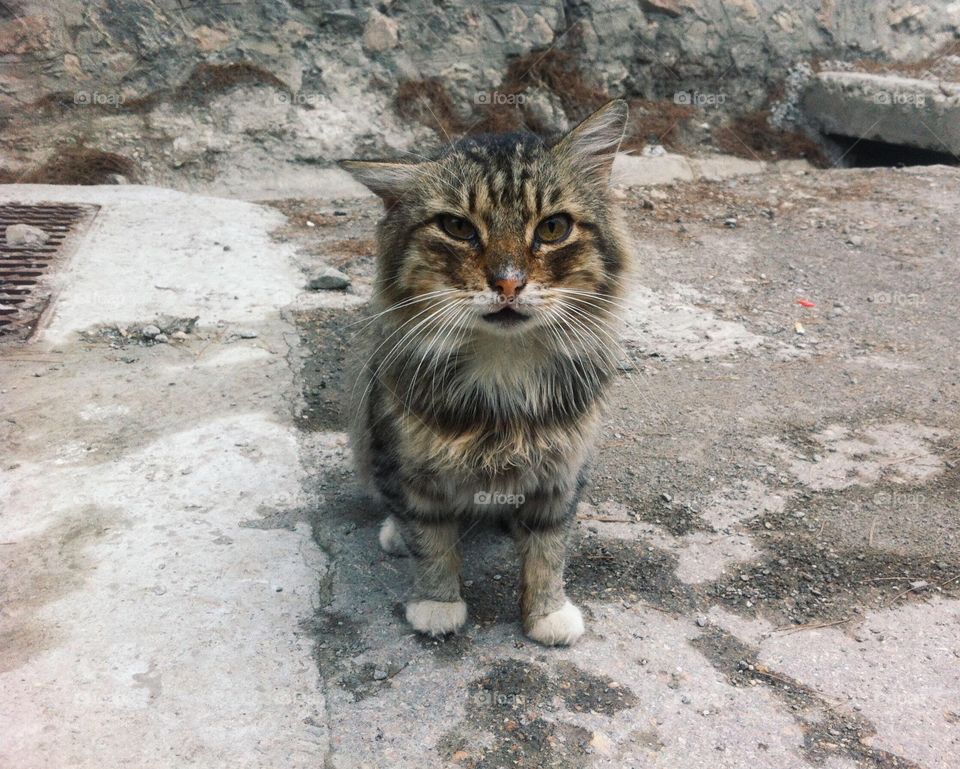 Homeless cat
