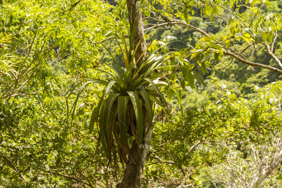 Close up of plant in tropical forest