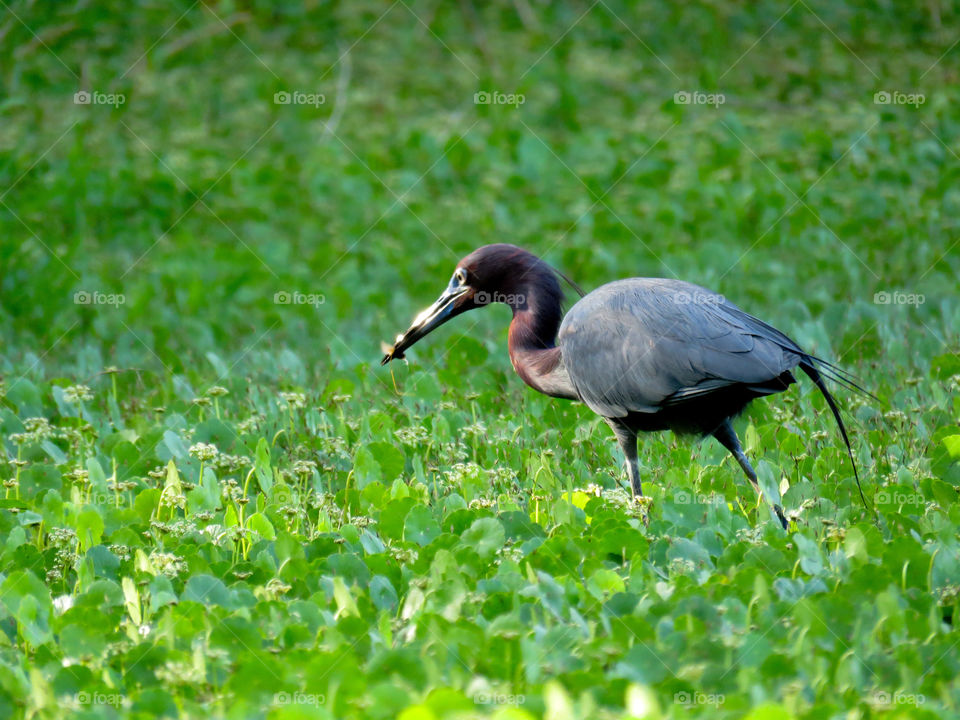 little blue heron