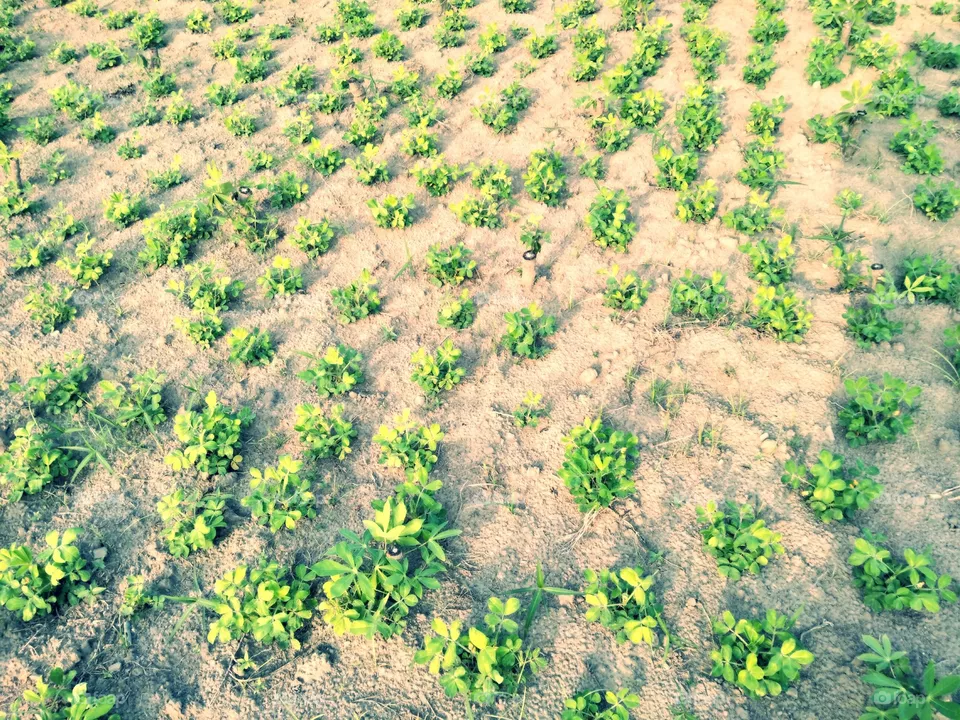 Seed