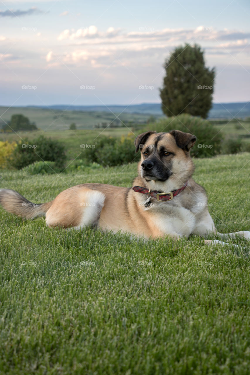 German Shepherd playing on a beautiful afternoon. 