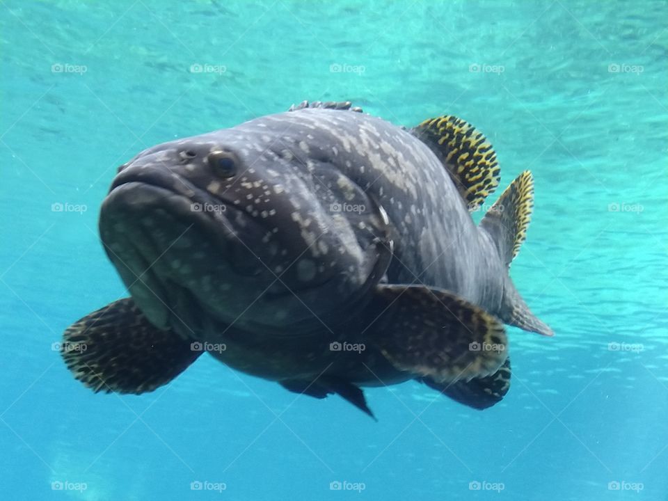 Under the sea
Under the sea
Darling it's better
Down where it's wetter
Take it from me
Up on the shore they work all day
Out in the sun they slave away
While we devotin'
Full time to floatin'
Under the sea 🎼