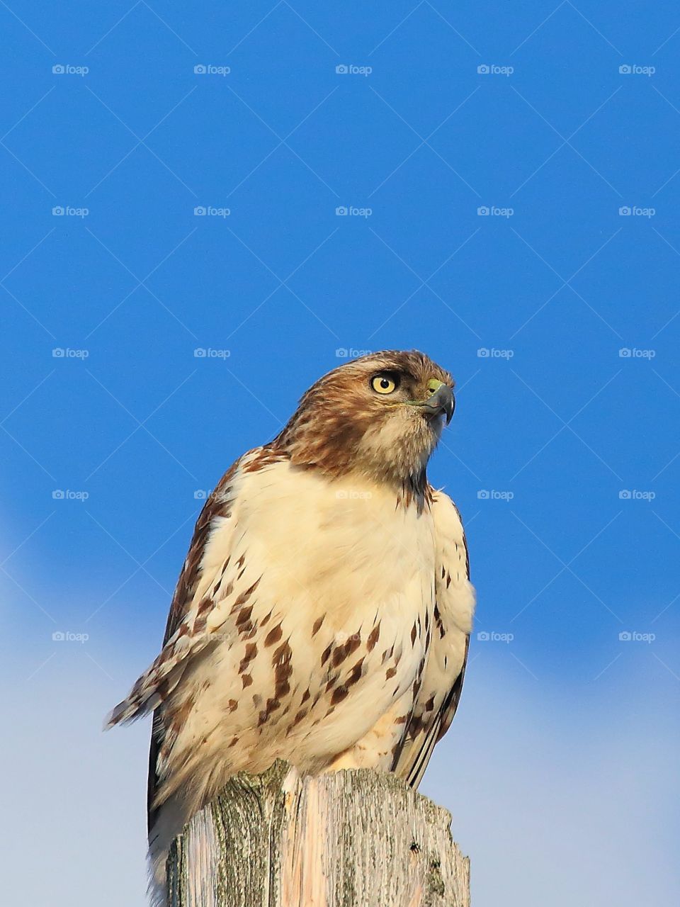 red-tailed hawk