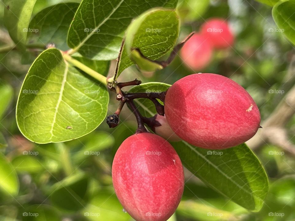 📸Capture the Power of Complementary Colors.
