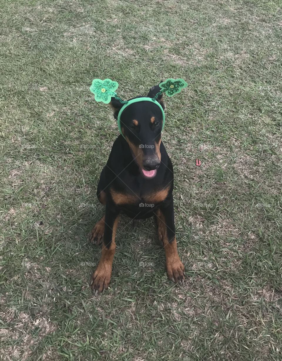 Happy Doberman puppy smiling and wearing his green headband on this St. Patrick’s Day.