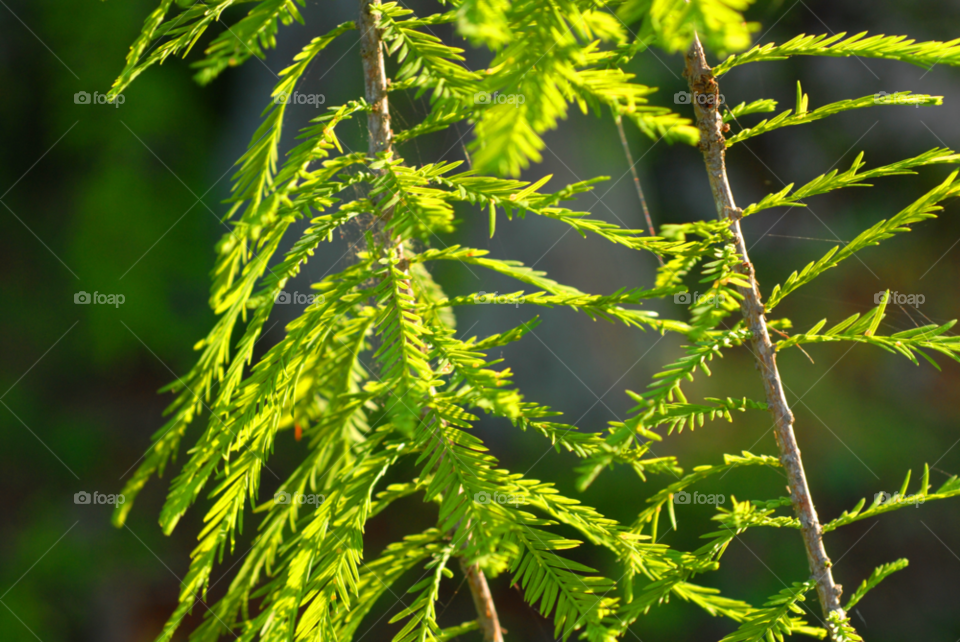 cypress cypress tree cypress branches bald cypress by lightanddrawing