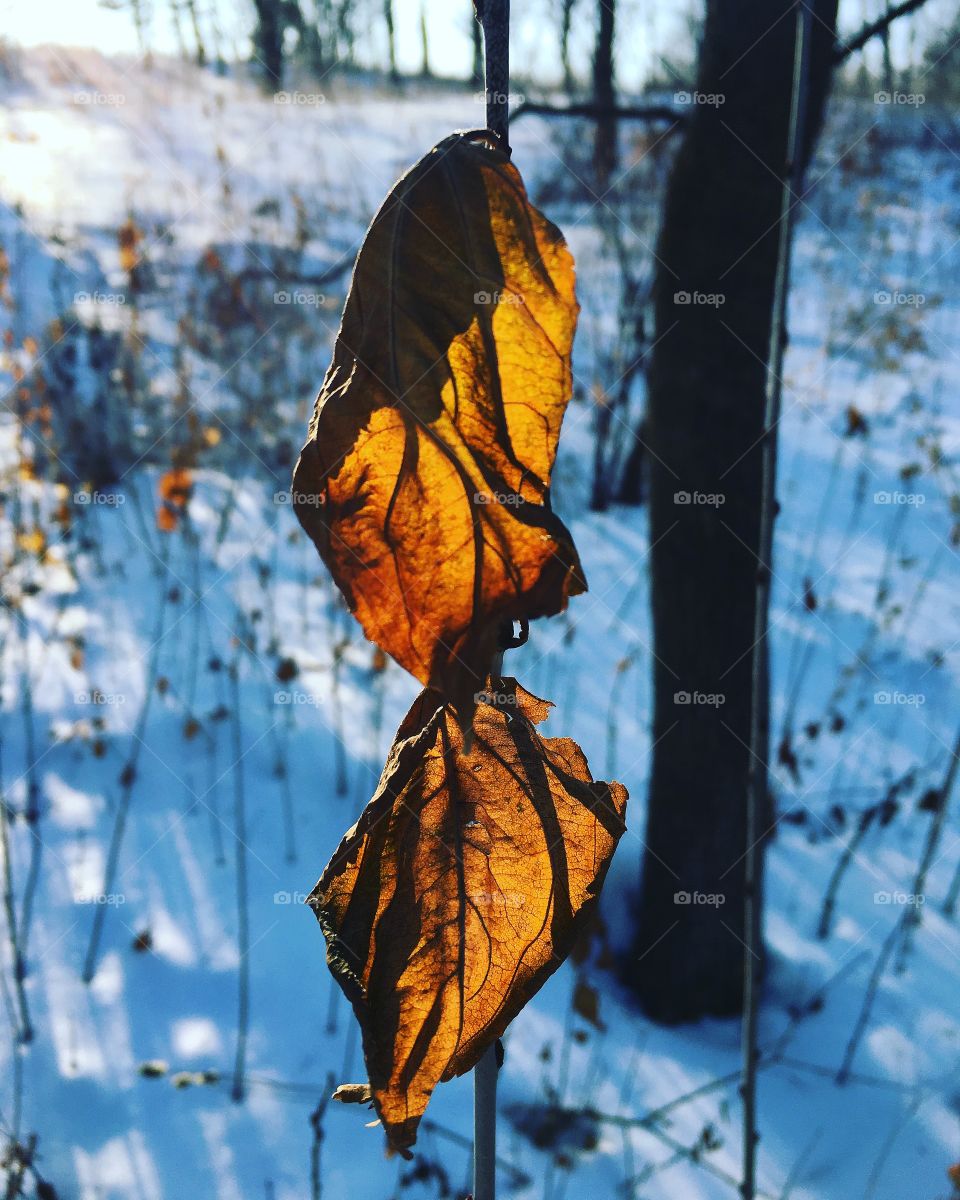 I came across these cold leafs on a winter’s day hike. 