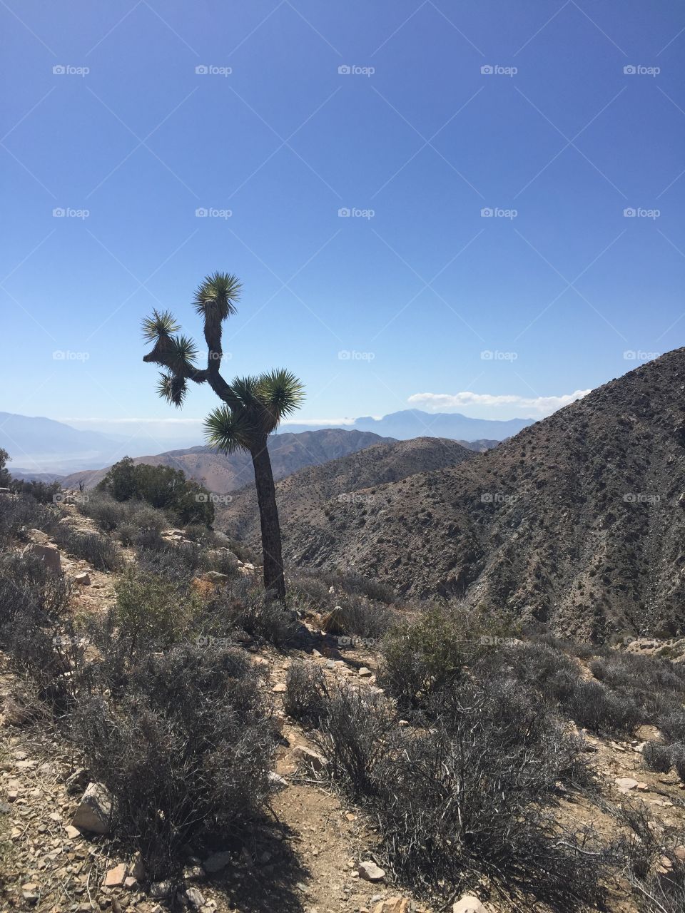 Joshua Tree