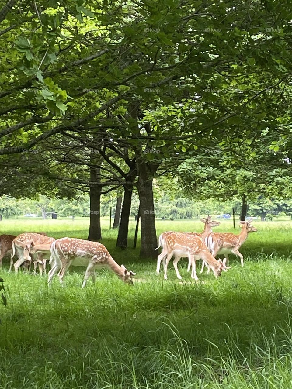 Deers in the city