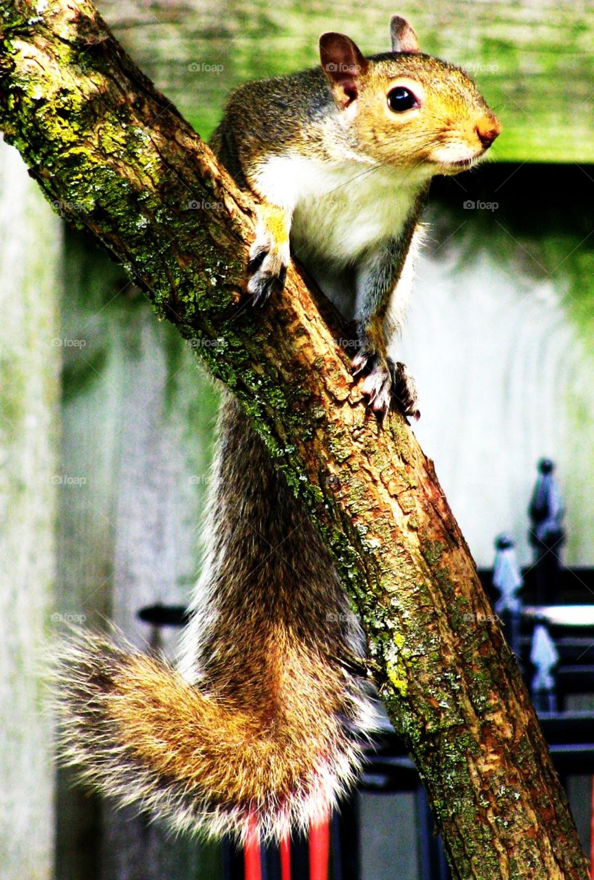 Squirrel