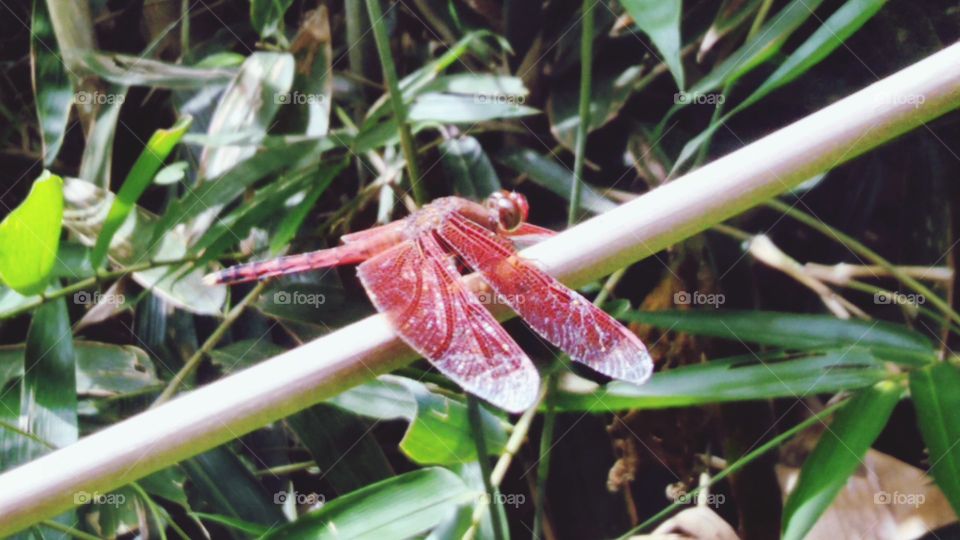 Red dragonfly