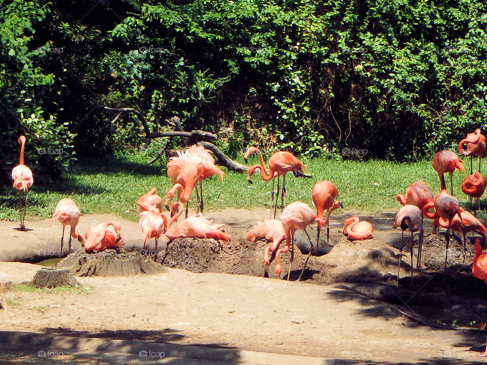 Flamingos