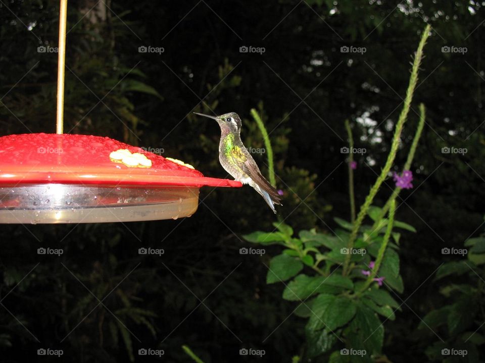 hummingbird