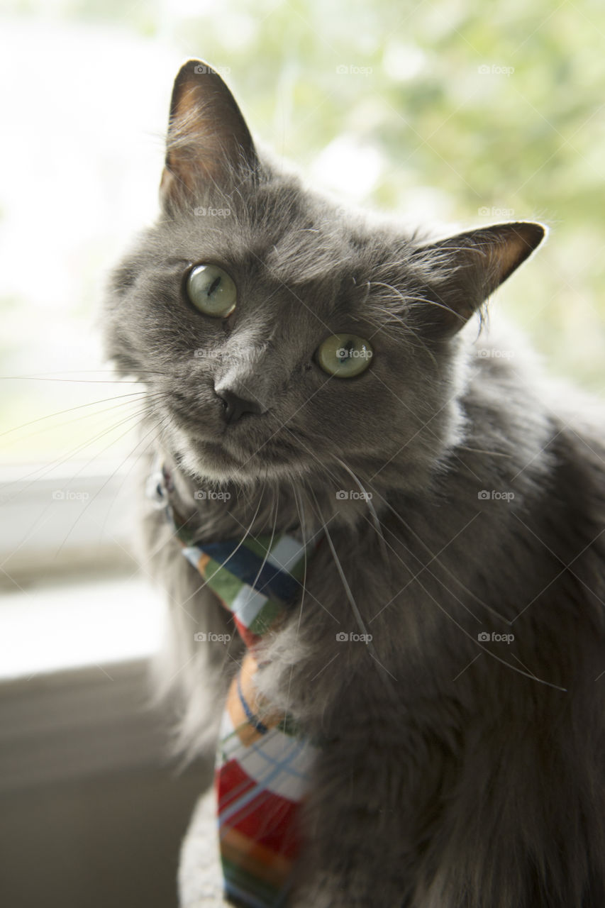 Dr Dinkles is dashing his plaid neck tie.