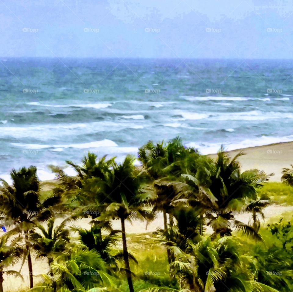 Palm trees, beach & ocean views. Rough seas on windy day.