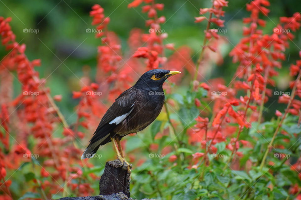 Myna after getting wet in rain