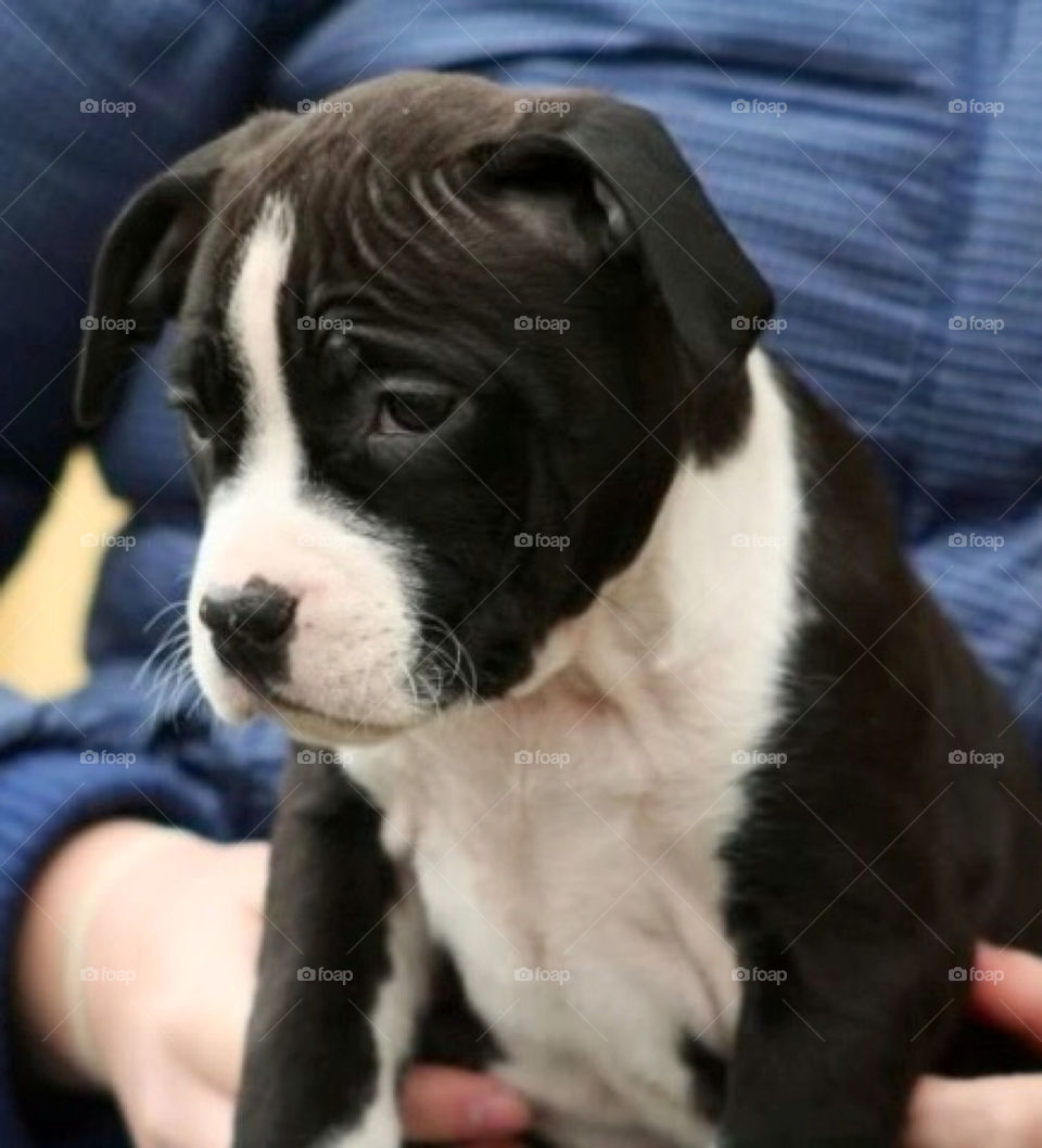 bebis baby cute puppy by paula