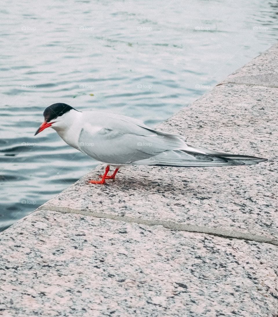 Seagull sitting on the embankment barrier
