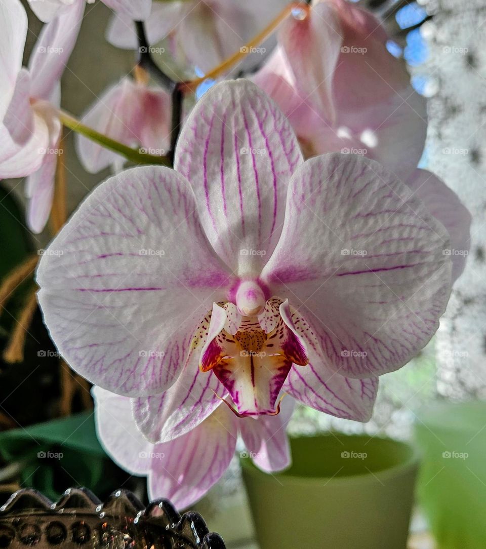 A beautiful white orchid with pink stripes