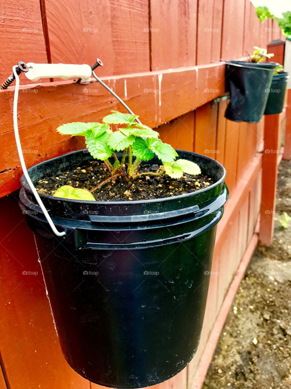 Bucket with soil & herbs