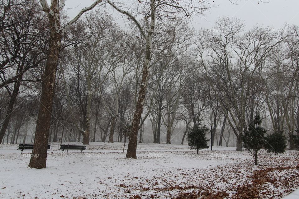 Tree, Winter, Landscape, Snow, Weather