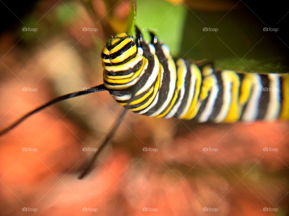 This is spring - Look what the Monarch butterfly left on my milkweed plant today - a monarch larvae chopping away