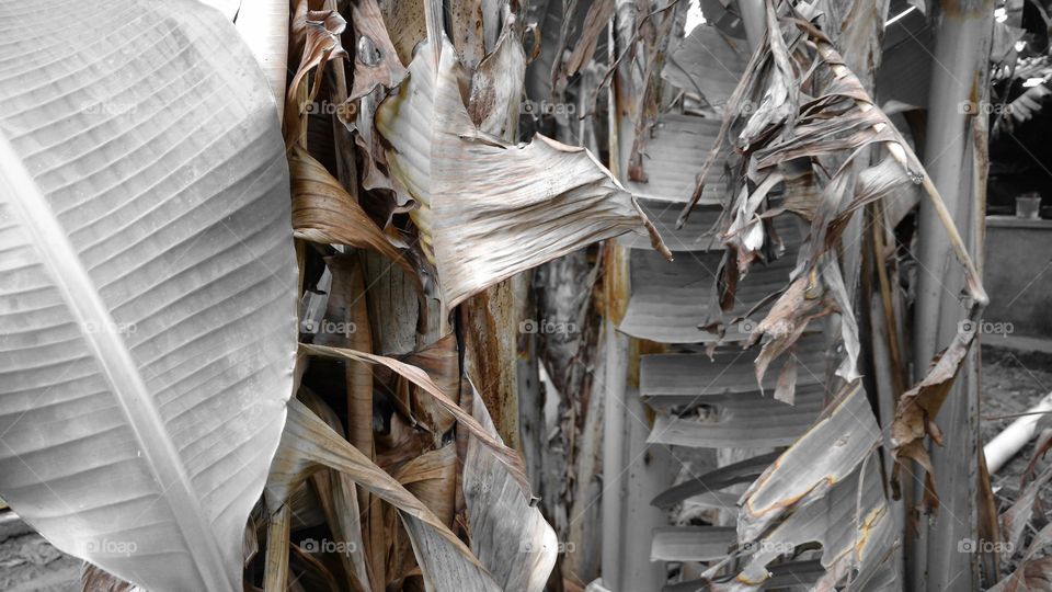 Belo plano de fundo com folhagens de bananeiras.