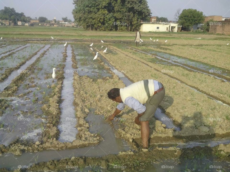 agriculture