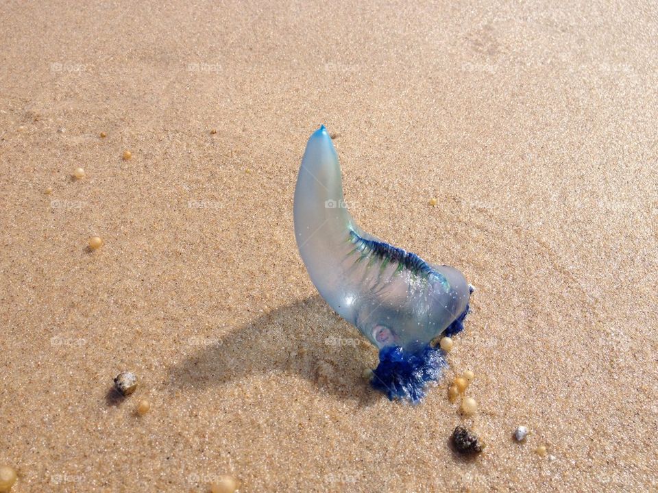 Blue bottle jellyfish 